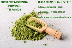 Polvo de hoja de Moringa Oleifera orgánico Terra Bio, uso saludable para productos cosméticos médicos, exportación desde India - Product Image 3