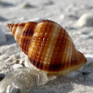Cautivadoras cuentas de cauri: colección de conchas marinas de alta calidad de Vietnam - Product Image 1