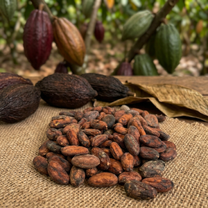 Fèves de cacao entières brutes (100% cacao) - Liquide de cacao brun solide pour la transformation alimentaire - Marque Ariba de Thaïlande - Product Image 1