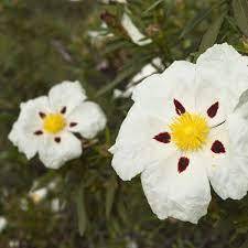 Aceite de Labdanum de primera calidad, aceite orgánico 100% puro y natural, aceite al por mayor a granel, fabricante de confianza en India, Exportación de alta calidad - Product Image 2