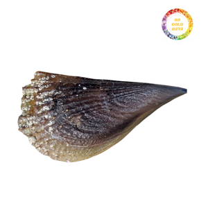 Conchas de bolígrafo peine natural para manualidades decorativas Proyectos de Arte de pared Diseño de mosaico ecológico Accesorios temáticos costeros - Product Image 4