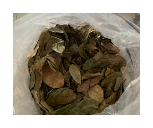 Feuilles de corossol séchées de qualité supérieure, qualité d'exportation, approvisionnement en vrac de feuilles de corossol séchées auprès d'un fournisseur fiable de feuilles de corossol séchées - Product Image 3