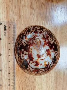 Vente en gros de coquillages naturels pour l'artisanat et la décoration - Product Image 4