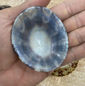 เปลือก limpet ขัดและทำความสะอาดราคาไม่แพงและสวยงาม - Product Image 3