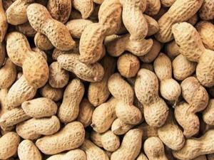 <b>Peanuts</b> in Shell for Sale / Raw Dried <b>Peanuts</b> - Product Image 3
