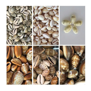 Coquillage cauri utilisé dans la décoration faite à la main et l'artisanat de mode par le fournisseur vietnamien 99 données sur l'or Coquillage cauri exportateur - Product Image 5