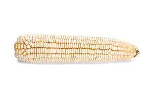 Maíz blanco seco en venta - Product Image 3