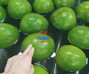 Pomelo à la peau verte fraîche de qualité supérieure du Vietnam Agrumes juteux sucrés pour l'exportation Fournisseur en gros de haute qualité Meilleur prix - Product Image 3