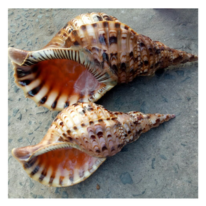 Grandes coquilles de trompette Triton-Coquillages d'origine vietnamienne pour l'artisanat, l'aquarium et la décoration intérieure du Vietnam par 99 Gold Data - Product Image 1