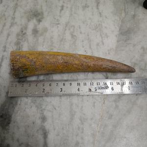 ปลายเขาควายธรรมชาติเป็นมิตรกับสิ่งแวดล้อม สำหรับงานฝีมือ ทำด้ามมีด งานแกะสลักแบบดั้งเดิม งานทำมือ ตกแต่งบ้าน - Product Image 5