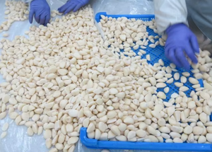 Ail surgelé IQF de haute qualité du Vietnam Ail entier pelé et gousses d'ail Bon prix Approvisionnement en vrac/ Mme Kana - Product Image 6