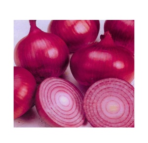 Achetez des oignons rouges frais de haute qualité disponibles en gros, parfaits pour la vente au détail et la cuisine - Product Image 4