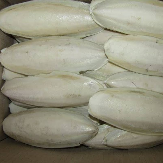 Vietnamese Cuttlefish Bone Dry Food Supplement for Birds-Premium Quality Calcium-Rich & High Mineral Content