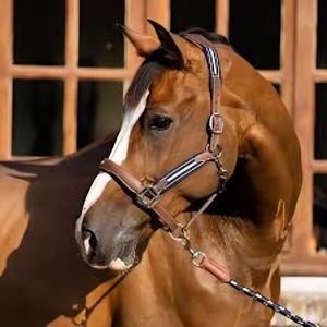 Halter de cuero personalizable de diseño de moda, cristal blanco y negro, duradero, 100% de cuero genuino, superventas, accesorio para montar a caballo - Product Image 1