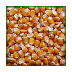 Maíz amarillo OEM/maíz para alimentación animal/maíz amarillo para alimentación de aves de corral al por mayor material de alto fabricante con tarifa barata - Product Image 5