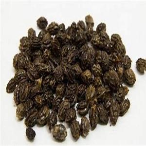 เมล็ดมะละกอเกรดดีที่สุดสำหรับขายจำนวนมาก - Product Image 6