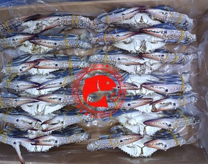 ปูทะเลแช่แข็งพรีเมียม ตัวเต็ม ดักจับจากธรรมชาติ ทำความสะอาดแล้ว เนื้อเยอะ คุณภาพสูงสุด อาหารทะเลคุณภาพเยี่ยมจากปากีสถาน - Product Image 6