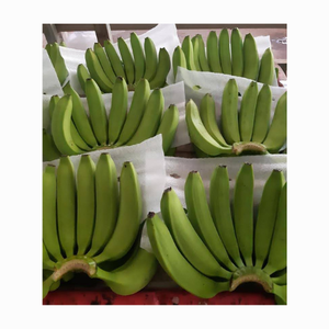 Premium Quality Fresh Bananas - Wholesale Supply from Vietnam with <b>Sweet</b> Taste and High-Quality - Hot Selling Fresh bananas - Product Image 1