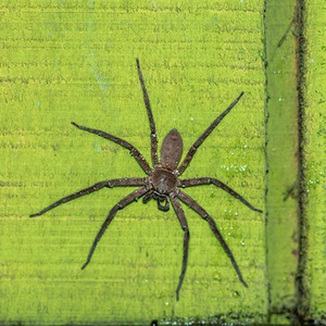 Fendeuse de bois automatique, fendage rapide et précis pour les bûches, le bois de chauffage et le bois d'œuvre - Product Image 1