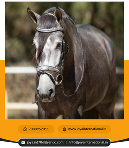 Fournisseur et fabricant de mariée vénitienne, de bonne qualité, en vrac, en édition limitée - Product Image 3