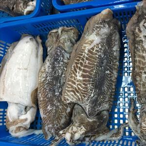 IQF Frozen Whole Cuttle Fish Premium Grade Low-Salt - Product Image 4