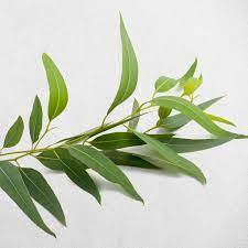 Aceite de eucalipto para el cuidado de la salud - Product Image 5