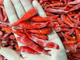 Chili rouge congelé entier biologique exporté en vrac - Product Image 6