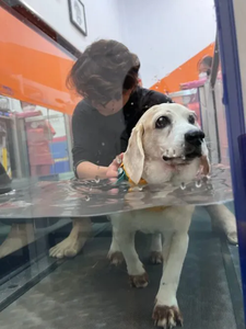 Roestvrijstalen Hond Hydrotherapie <span class=keywords><strong>Machine</strong></span> Voor Honden Huisdier Training Benodigdheden Therapie Revalidatie <span class=keywords><strong>Machine</strong></span> Voor Hoektanden Water Loopband - Product Image 3