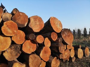 Grumes de châtaignes pour poutres et poteaux Grumes de châtaignes pour exportation vers l'Amérique du Nord Grumes de châtaignes pour coupe et fraisage - Product Image 4