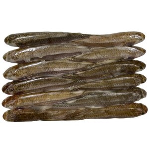 Fruits de mer frais de haute qualité - Mulet argenté entier congelé IQF en vrac Origine Vietnam Prix compétitif Fournisseur direct en gros - Product Image 4