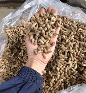 Fruits de Xanthium sibiricum séchés en vrac pour les extraits à base de plantes, les compléments alimentaires et les extraits végétaux - Product Image 5