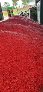 Chiles Rojos Congelados y Criopreservados de Primera Calidad al por Mayor, IQF, Especias Picantes, 10 kg para una Excelencia Culinaria - Product Image 3
