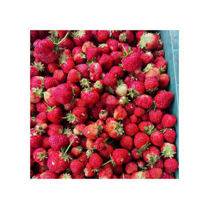 Fresas de alta calidad, fruta fresca, dulce y jugosa, bayas rojas, venta al por mayor a granel, exportadores, directamente de la granja, naturales - Product Image 3