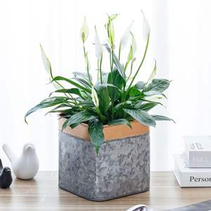 Maceta de flores cuadrada de Metal galvanizado de diseño clásico con asas para el hogar y el jardín, maceta de flores decorativa para Patio - Product Image 4