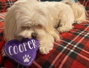 Dog Toy - Personalized Heart - <b>Pet</b> Toy - Heart Shaped - Squeaky - Valentine's Day - Product Image 2
