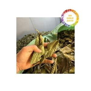 Feuilles de goyave en vrac, séchées au soleil et triées pour les acheteurs en gros à la recherche de matériaux cohérents et d'une approvisionnement fiable - Product Image 1