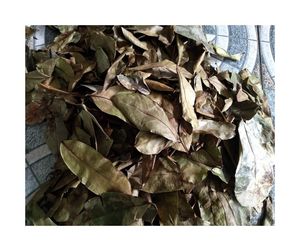 Hojas de Guanábana secas selectivas-Aroma distintivo y Hojas de Guanábana secas con bajo residuo de ceniza para el mercado de exportación - Product Image 5