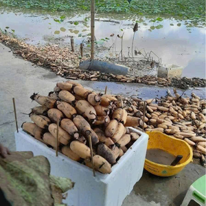 Raíces de Loto Frescas de Vietnam Directamente de la Granja, Vegetales Naturales Limpios para la Industria Alimentaria - Product Image 4