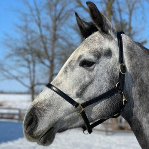 สายจูงม้าแบบดีลักซ์ 3/4 นิ้ว พร้อมหัวล็อคแบบสแนป สีดำ พร้อมอุปกรณ์ทองเหลืองสีเงิน - Product Image 4