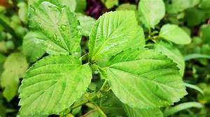 ใบปอกระเจาสีเขียวแช่แข็งผักจากพืชคุณภาพพรีเมี่ยมติดฉลากสะอาดเพิ่มพลังภูมิคุ้มกัน - Product Image 3