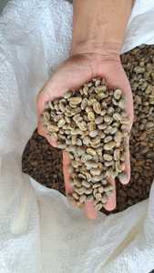 Café en Grains de Haute Qualité, Vert, Biologique, Arabica, Robusta, Pur, pour Torréfaction et Boissons - Product Image 3