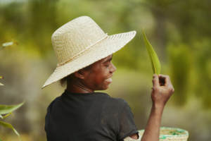 Aceite Esencial 100% Puro de Ariandro y Pterocaulon Deccurens Destilado al Vapor, Origen MG, Apoyo Neurológico - Product Image 3