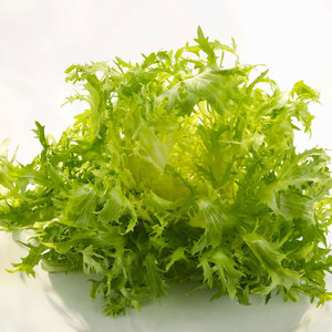 Proveedor mayorista a granel de endivia achicoria: verduras de hoja amarga de grado superior más vendidas - Product Image 2