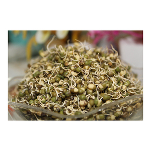 Suministro a granel Frozen Mung Bean Sprout ideal para exportaciones de cocina asiática - Product Image 5