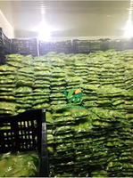 Hoogwaardige biologische IQF zoete diepvriesavocado met waterbehoud - bulkverpakking dobbelstenen, halve ovale schijfjes - VIET THIEN PHU Vietnam