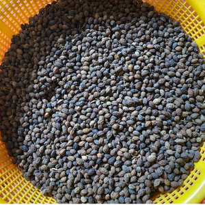 Semillas de papaya secas de Vietnam | Producto agrícola para uso herbal - Product Image 3