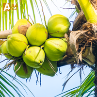 Eau de coco pure naturelle rafraîchissante Khey Taladthai, pulpe de fruits, noix de coco jeune entière, qualité A, provenant de Thaïlande, meilleur goût