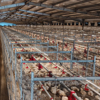 Cage à poussins de qualité supérieure en acier galvanisé à bon prix