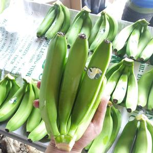 <b>Fresh</b> Long Green Cavendish <b>Banana</b> Exporters 100% Natural <b>Fresh</b> <b>Banana</b> With Custom Logo - Product Image 3