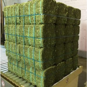 ซื้อหญ้าอัลฟัลฟ่าคุณภาพพรีเมี่ยม / หญ้าทิโมธี ในราคาต่ํา / หญ้าอัลฟัลฟ่าคุณภาพสูงราคาถูกสําหรับให้อาหารสัตว์